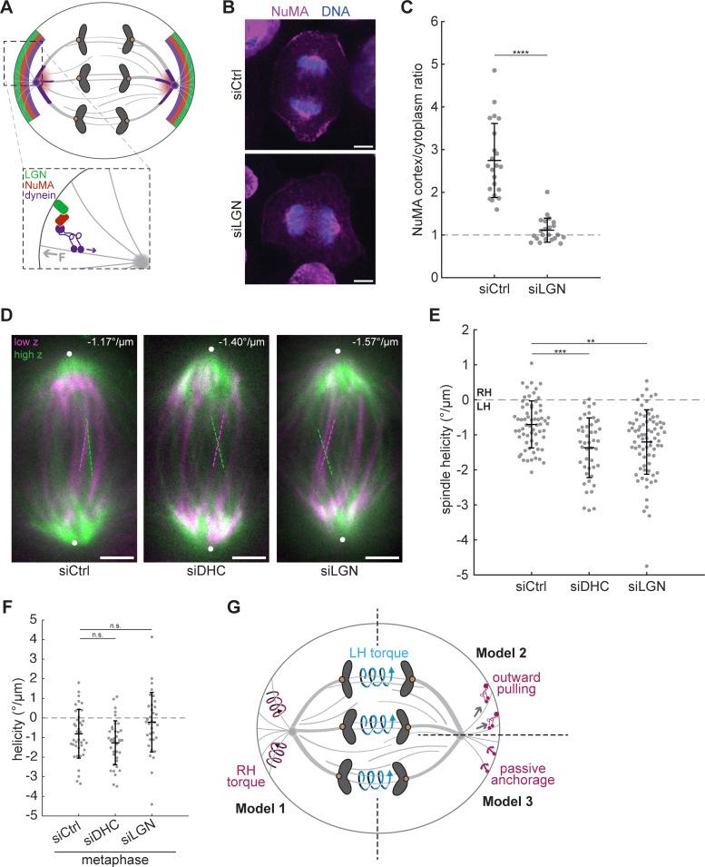 https://cdn.ncbi.nlm.nih.gov/pmc/blobs/d888/11176257/a820a310410b/JCB_202312046_Fig4.jpg