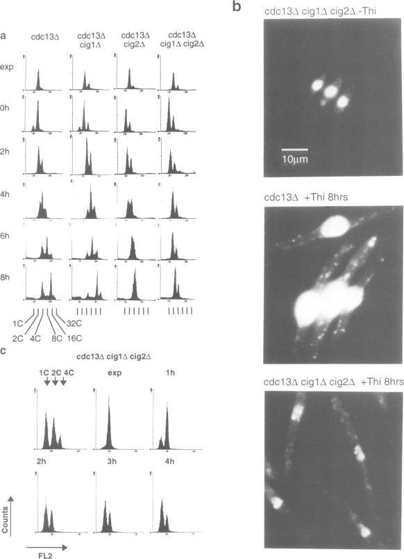 https://cdn.ncbi.nlm.nih.gov/pmc/blobs/d88b/450283/de8d109f91c1/emboj00004-0163-a.jpg