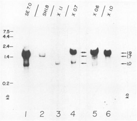 https://cdn.ncbi.nlm.nih.gov/pmc/blobs/d88c/249146/c2dd83453f23/jvirol00057-0125-a.jpg