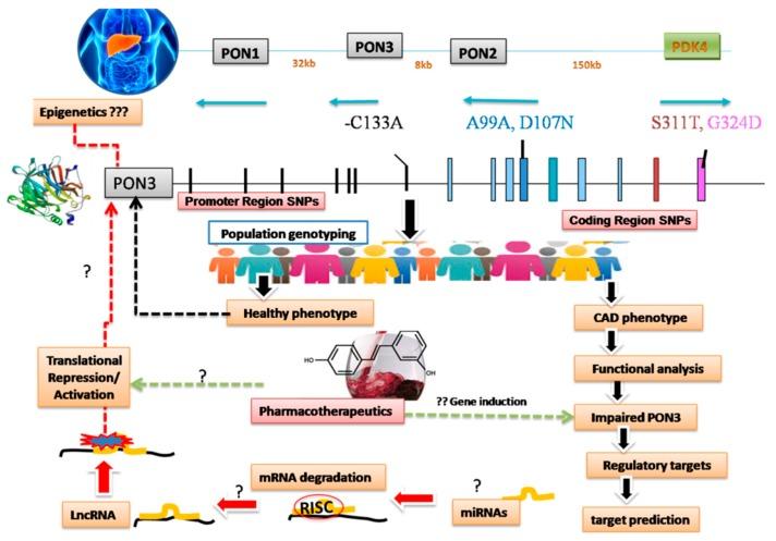 https://cdn.ncbi.nlm.nih.gov/pmc/blobs/d88c/6995636/c1138435bded/biomolecules-09-00817-g001.jpg