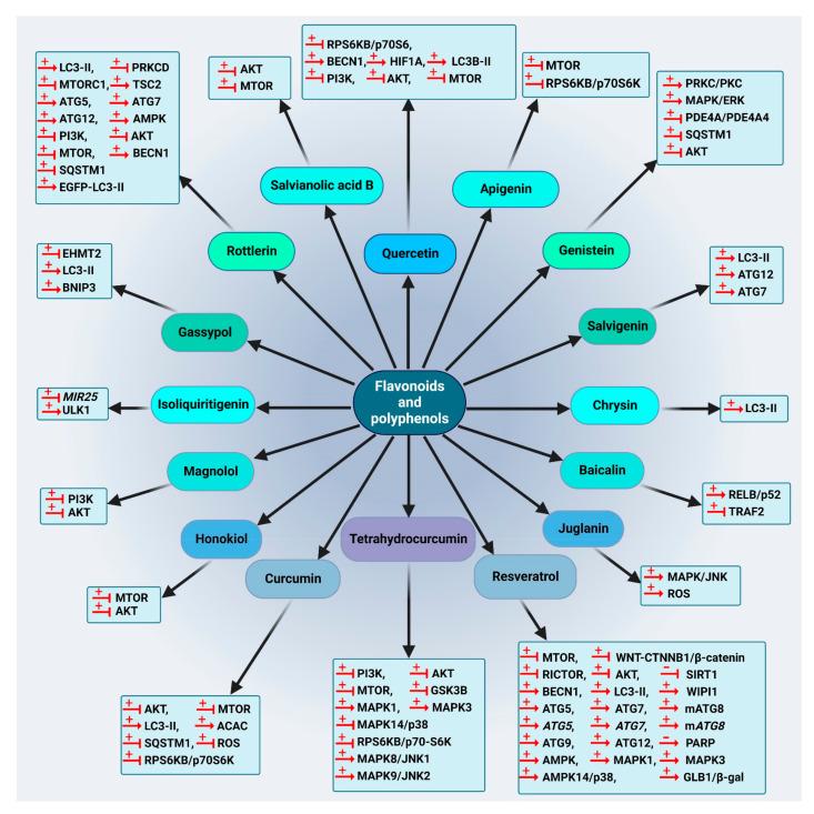 https://cdn.ncbi.nlm.nih.gov/pmc/blobs/d88e/9738256/5f862a05a224/cancers-14-05839-g012.jpg