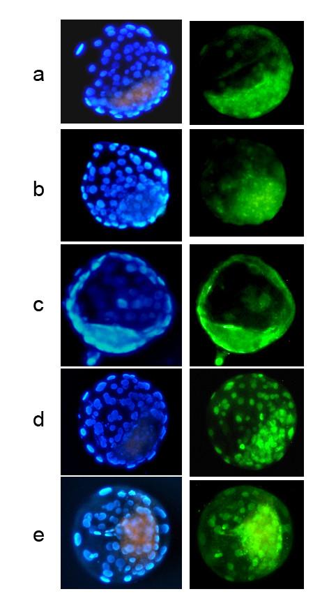 https://cdn.ncbi.nlm.nih.gov/pmc/blobs/d892/2858029/41c4693dcc40/1471-213X-10-31-2.jpg