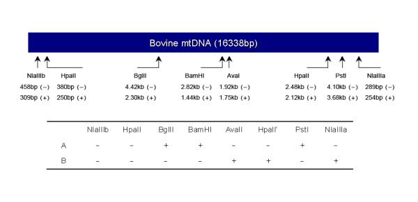 https://cdn.ncbi.nlm.nih.gov/pmc/blobs/d892/2858029/90044837f011/1471-213X-10-31-1.jpg