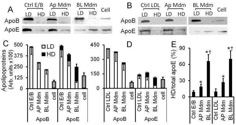 https://cdn.ncbi.nlm.nih.gov/pmc/blobs/d892/6274886/b8e2619a05c6/ijms-19-03593-g004.jpg