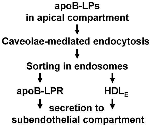 https://cdn.ncbi.nlm.nih.gov/pmc/blobs/d892/6274886/f780aa501c66/ijms-19-03593-sch001.jpg
