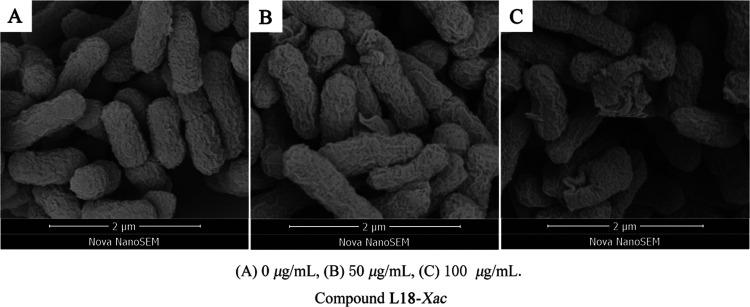 https://cdn.ncbi.nlm.nih.gov/pmc/blobs/d895/8600648/d61357a8cb05/ao1c05256_0004.jpg