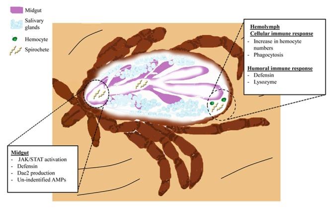 https://cdn.ncbi.nlm.nih.gov/pmc/blobs/d896/5306392/fa46534df0b3/fmicb-08-00223-g002.jpg