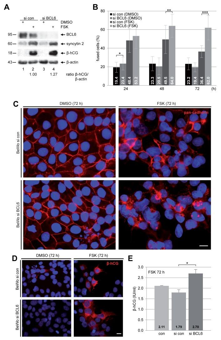 https://cdn.ncbi.nlm.nih.gov/pmc/blobs/d899/5752470/1e820db35555/oncotarget-08-108643-g002.jpg