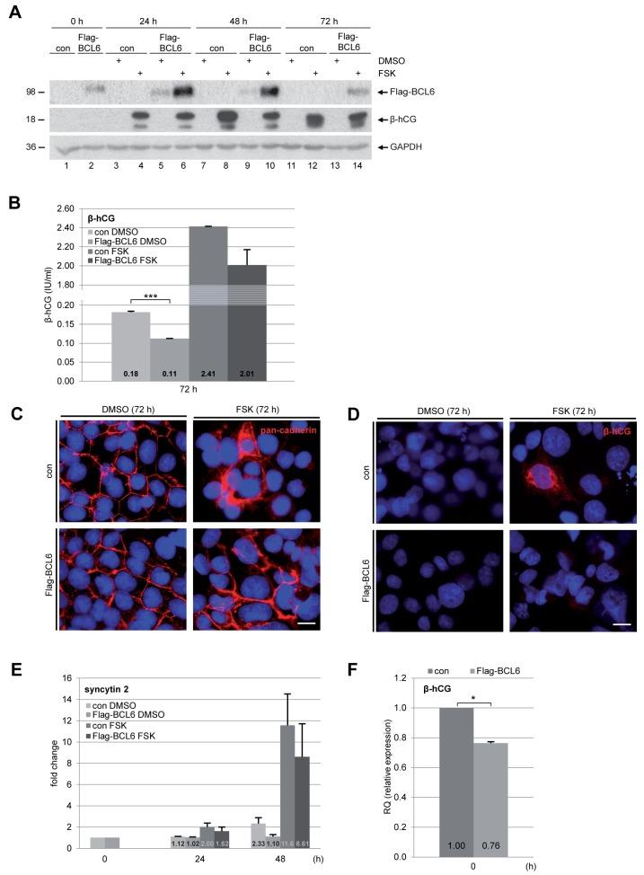 https://cdn.ncbi.nlm.nih.gov/pmc/blobs/d899/5752470/2e89549aaf40/oncotarget-08-108643-g005.jpg