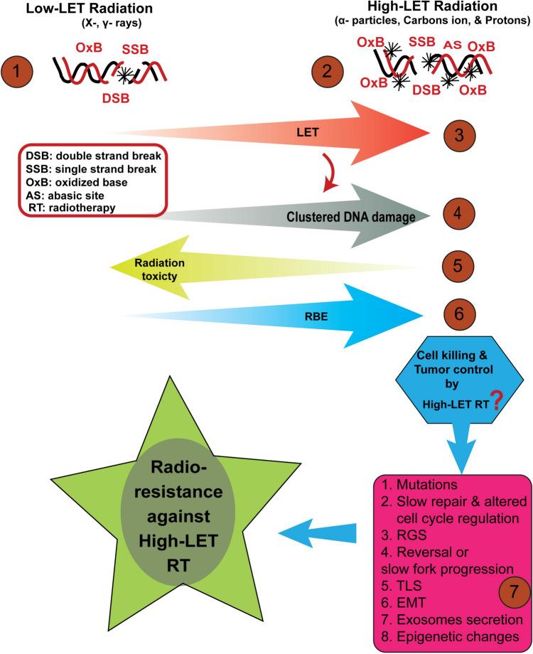 https://cdn.ncbi.nlm.nih.gov/pmc/blobs/d89a/11065934/1936d231465d/432_2024_5757_Fig1_HTML.jpg