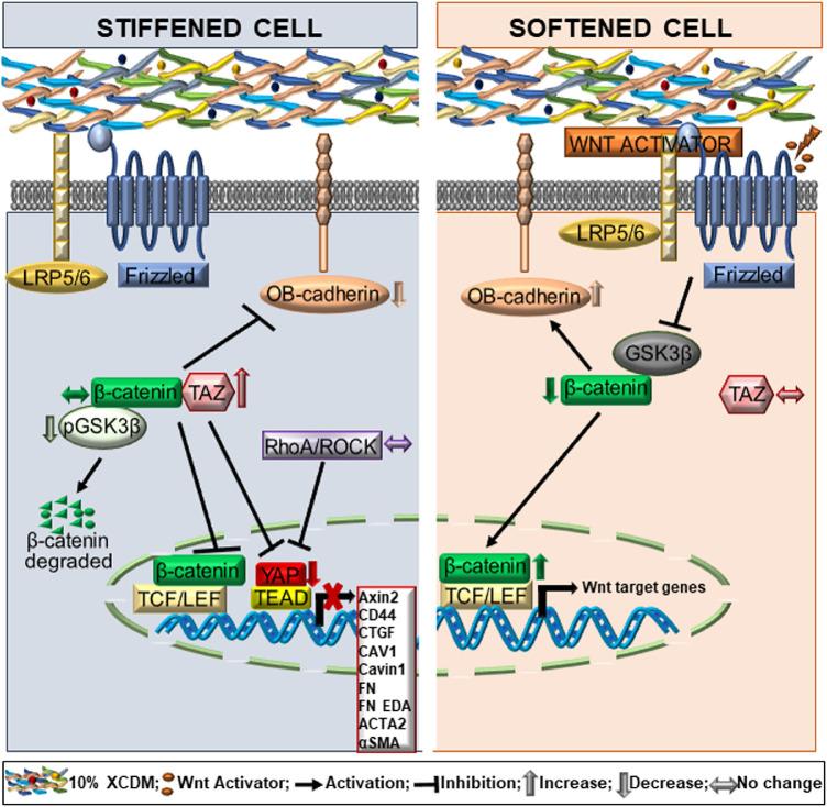 https://cdn.ncbi.nlm.nih.gov/pmc/blobs/d89f/7452853/8d8ccbbdbff3/iovs-61-10-41-f011.jpg