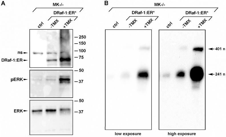 https://cdn.ncbi.nlm.nih.gov/pmc/blobs/d8a2/4353714/8e064f859cc4/pone.0119539.g006.jpg