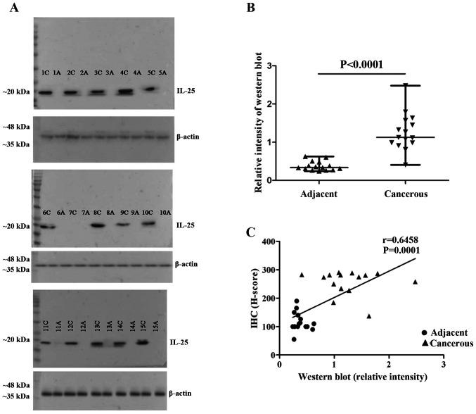 https://cdn.ncbi.nlm.nih.gov/pmc/blobs/d8a4/7642803/18969de68692/mco-13-06-02154-g01.jpg