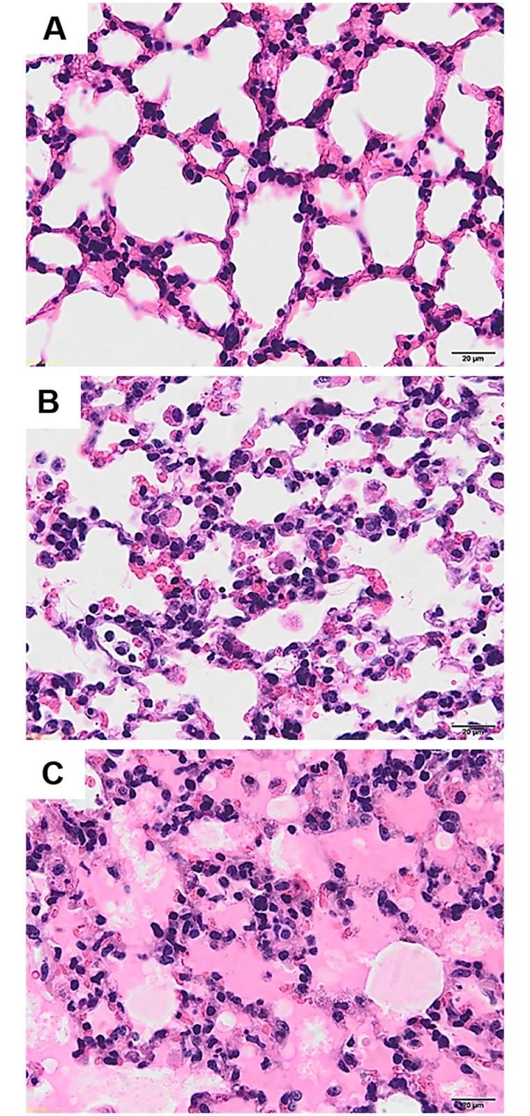 https://cdn.ncbi.nlm.nih.gov/pmc/blobs/d8a5/6726369/3e21f3399b14/pone.0222098.g001.jpg