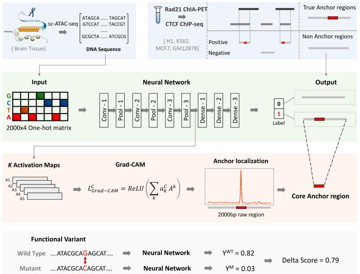 https://cdn.ncbi.nlm.nih.gov/pmc/blobs/d8a5/9026820/5cf52bd98523/genes-13-00621-g001.jpg