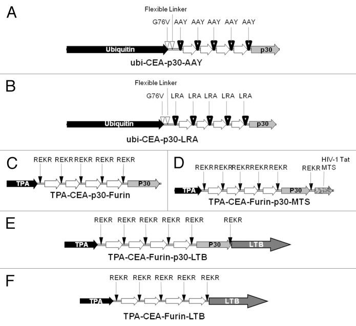 https://cdn.ncbi.nlm.nih.gov/pmc/blobs/d8a7/4002591/a48bb935f935/onci-3-e27529-g3.jpg