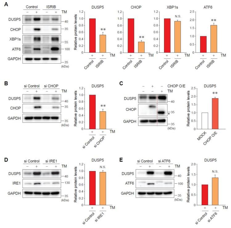https://cdn.ncbi.nlm.nih.gov/pmc/blobs/d8a9/6770509/692379dfcc76/ijms-20-04369-g003.jpg