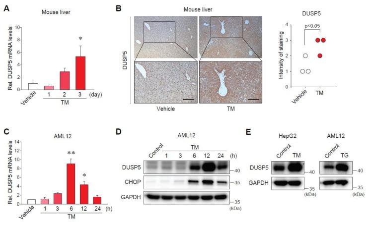 https://cdn.ncbi.nlm.nih.gov/pmc/blobs/d8a9/6770509/f9526ea1abff/ijms-20-04369-g002.jpg