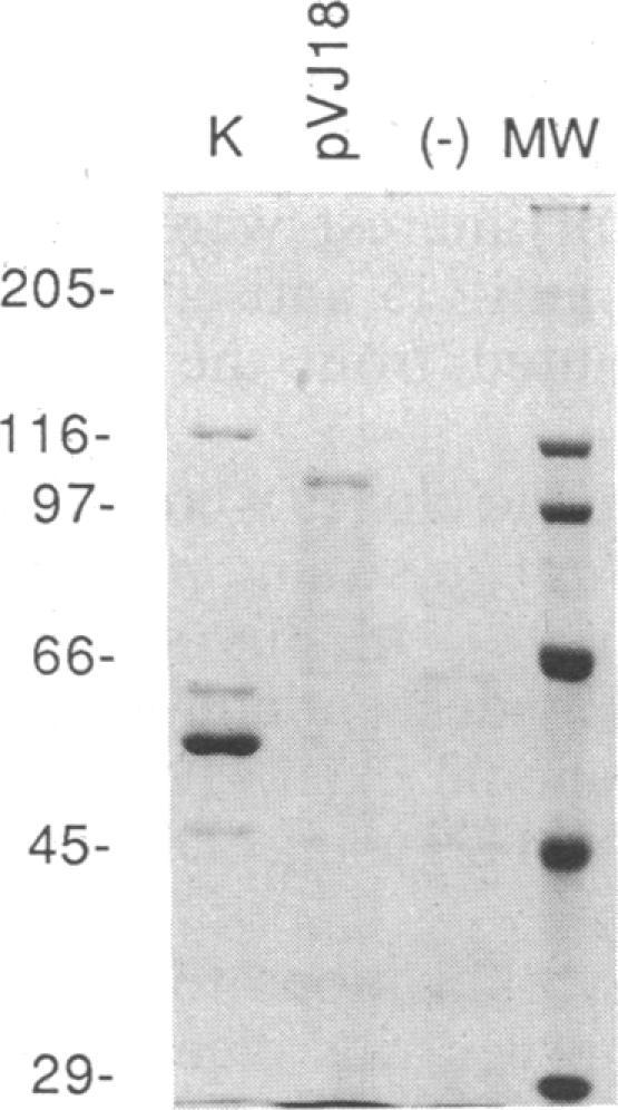 https://cdn.ncbi.nlm.nih.gov/pmc/blobs/d8aa/279881/16429bcf1990/pnas00258-0146-a.jpg