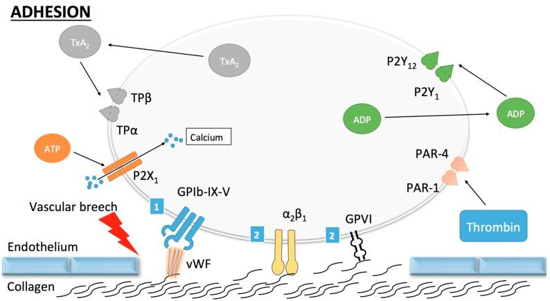 https://cdn.ncbi.nlm.nih.gov/pmc/blobs/d8ab/5412434/81cd3e660737/ijms-18-00850-g001.jpg