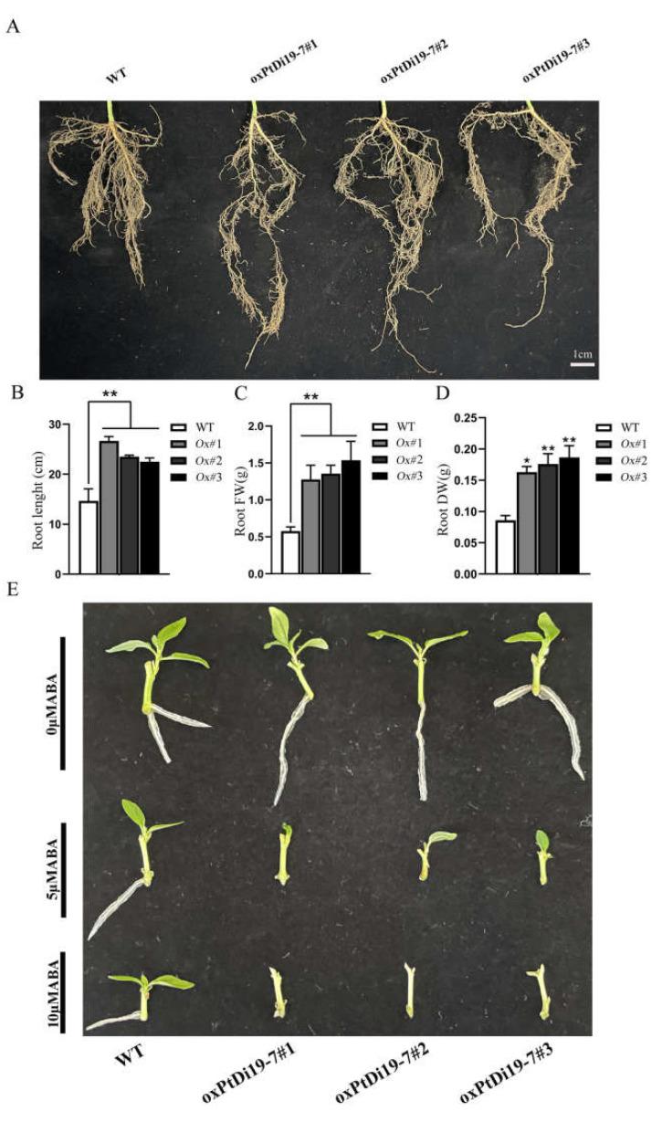 https://cdn.ncbi.nlm.nih.gov/pmc/blobs/d8ac/8954995/676961c98963/ijms-23-03371-g010.jpg