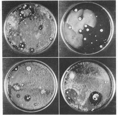 https://cdn.ncbi.nlm.nih.gov/pmc/blobs/d8ae/373599/584c9d196c26/jbacter00714-0125-a.jpg