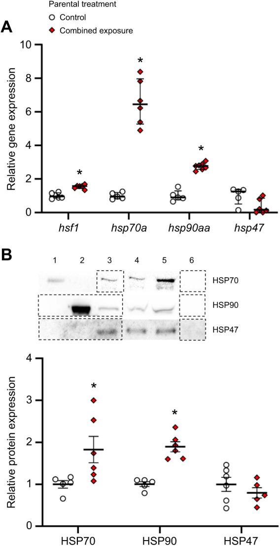 https://cdn.ncbi.nlm.nih.gov/pmc/blobs/d8af/10482009/351fe95845a0/jexbio-226-245583-g5.jpg