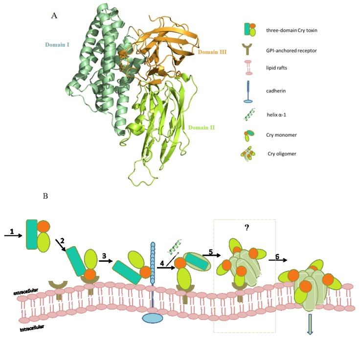 https://cdn.ncbi.nlm.nih.gov/pmc/blobs/d8b2/4179158/c028f9fbfdf7/toxins-06-02732-g001.jpg