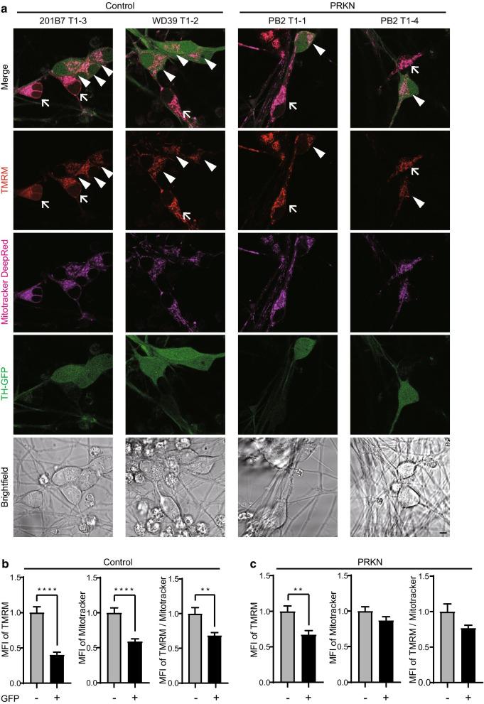 https://cdn.ncbi.nlm.nih.gov/pmc/blobs/d8b4/7986497/ded3cb854d58/13041_2021_771_Fig5_HTML.jpg