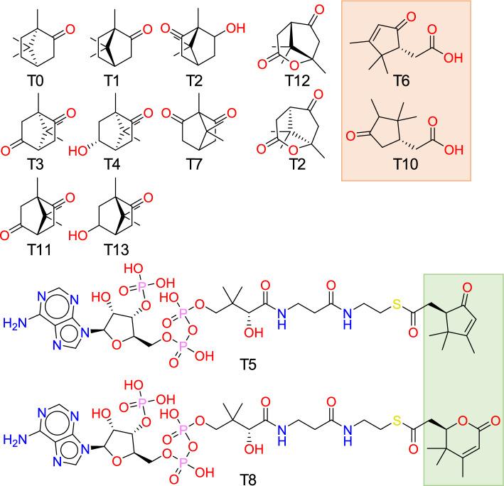 https://cdn.ncbi.nlm.nih.gov/pmc/blobs/d8b5/12013036/5ab4b3733b29/13321_2025_994_Fig6_HTML.jpg