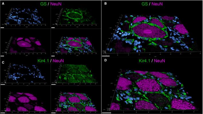 https://cdn.ncbi.nlm.nih.gov/pmc/blobs/d8b6/8278083/923c53d3b945/JCMM-25-6909-g001.jpg