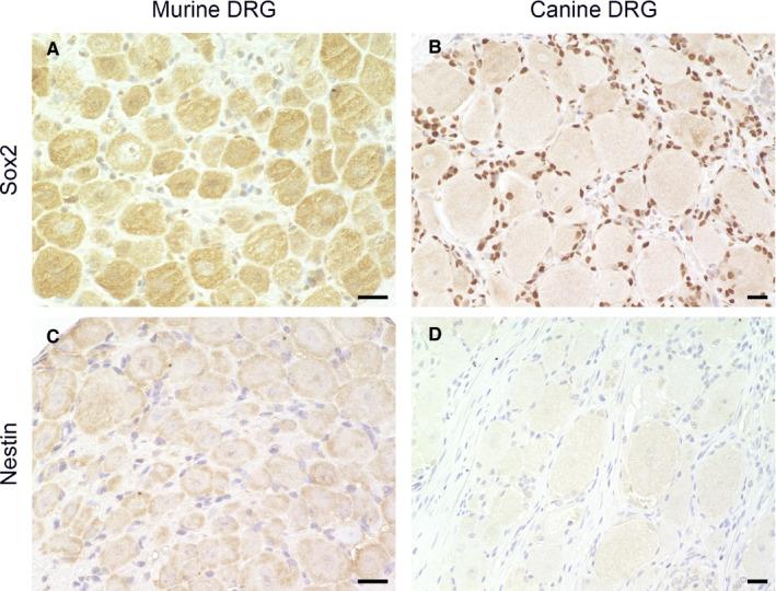 https://cdn.ncbi.nlm.nih.gov/pmc/blobs/d8b6/8278083/d7bb531a2728/JCMM-25-6909-g005.jpg
