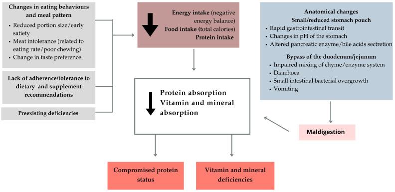 https://cdn.ncbi.nlm.nih.gov/pmc/blobs/d8b7/11679841/f3f2e27c38b5/nutrients-16-04399-g008.jpg
