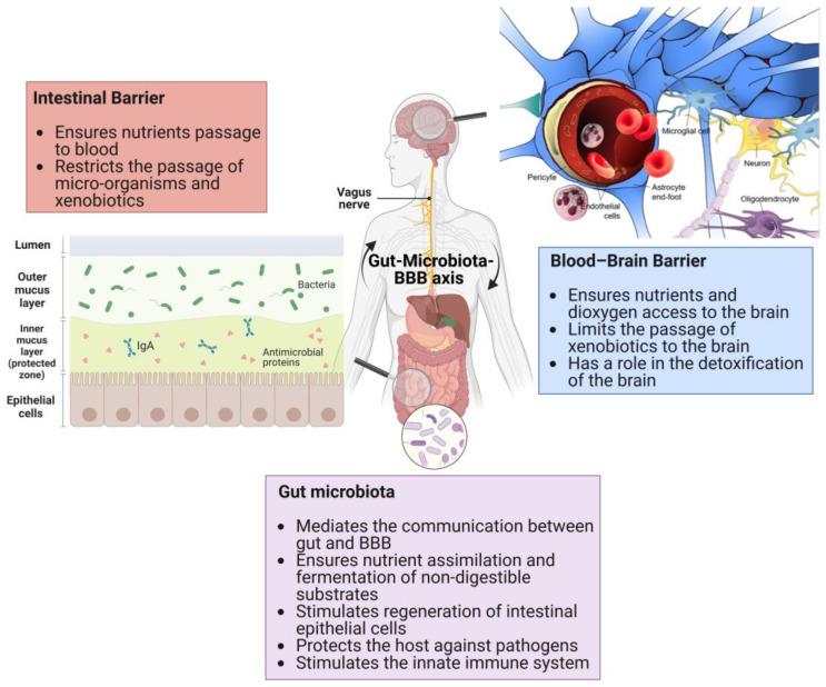 https://cdn.ncbi.nlm.nih.gov/pmc/blobs/d8bc/10094680/ea591fcf1b0b/ijms-24-06147-g001.jpg