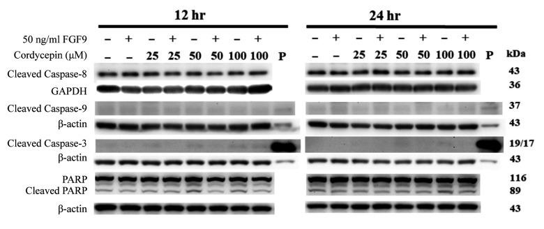 https://cdn.ncbi.nlm.nih.gov/pmc/blobs/d8bd/11534034/ef08c20e4626/cgp-21-636-g0001.jpg