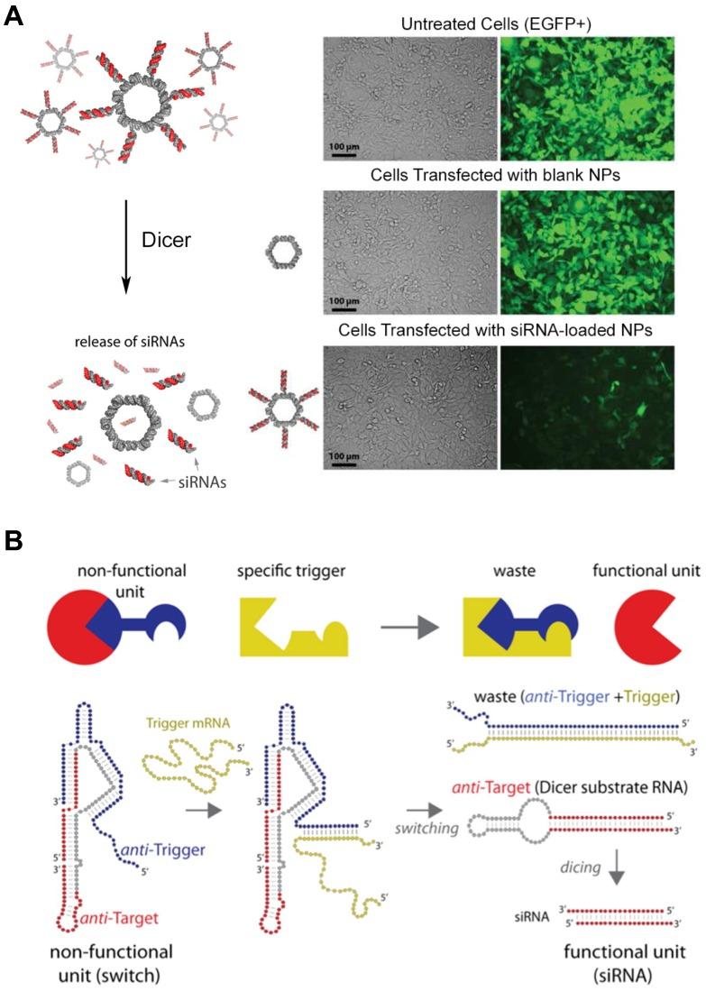 https://cdn.ncbi.nlm.nih.gov/pmc/blobs/d8bf/6567962/053aaf869b37/thnov09p3191g006.jpg