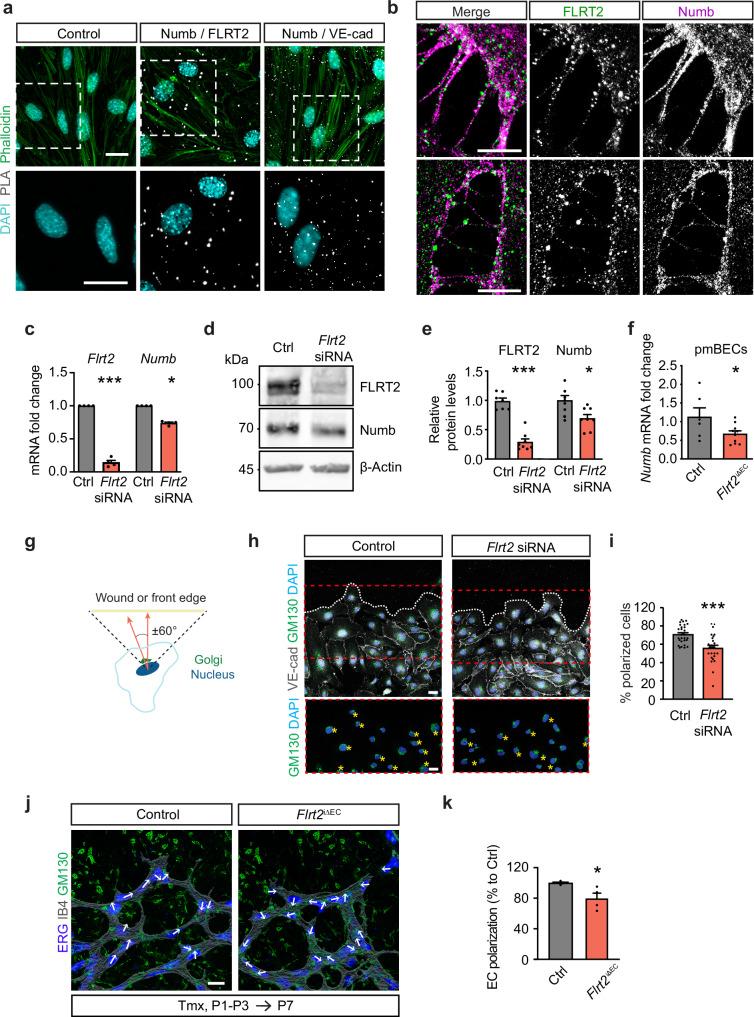 https://cdn.ncbi.nlm.nih.gov/pmc/blobs/d8c5/11604978/cefa6688d8cb/41467_2024_54570_Fig4_HTML.jpg