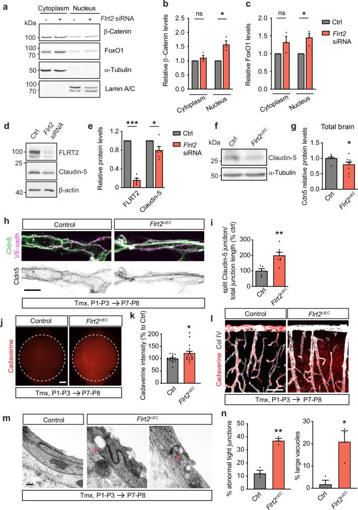 https://cdn.ncbi.nlm.nih.gov/pmc/blobs/d8c5/11604978/f2a66c341077/41467_2024_54570_Fig7_HTML.jpg