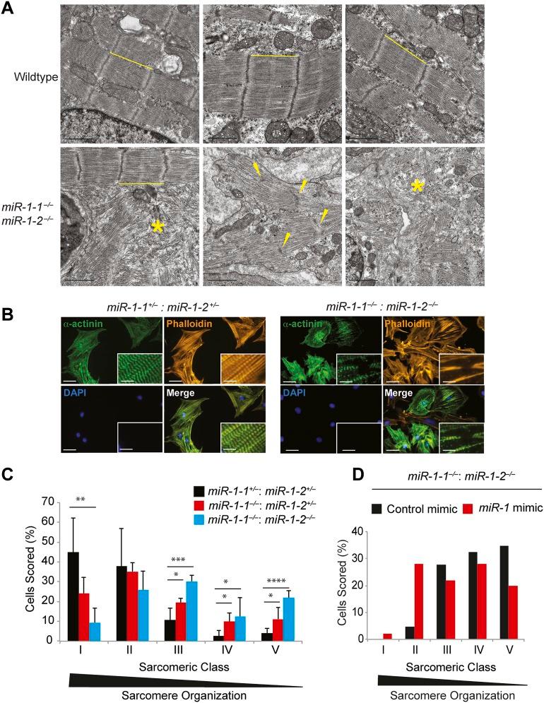 https://cdn.ncbi.nlm.nih.gov/pmc/blobs/d8c5/3833424/4cd5903a8c6b/elife01323f003.jpg