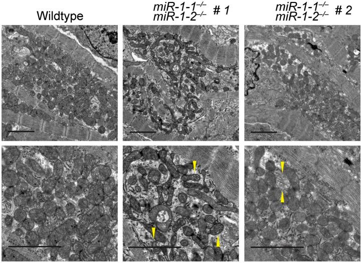 https://cdn.ncbi.nlm.nih.gov/pmc/blobs/d8c5/3833424/551b5a2d9497/elife01323fs018.jpg
