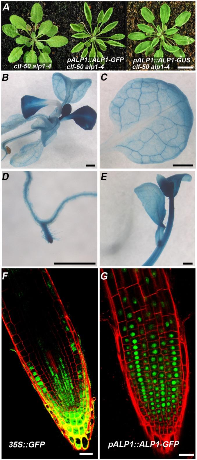 https://cdn.ncbi.nlm.nih.gov/pmc/blobs/d8c7/4671723/45efe5b66741/pgen.1005660.g004.jpg