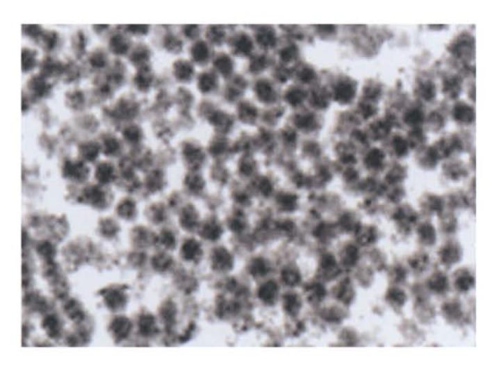 https://cdn.ncbi.nlm.nih.gov/pmc/blobs/d8c7/6147827/0410dffcc317/asm-1-2f1.jpg