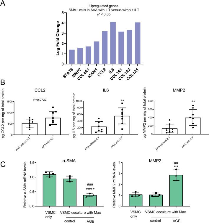 https://cdn.ncbi.nlm.nih.gov/pmc/blobs/d8cd/12367564/f261843c375b/ebm-250-10527-g005.jpg