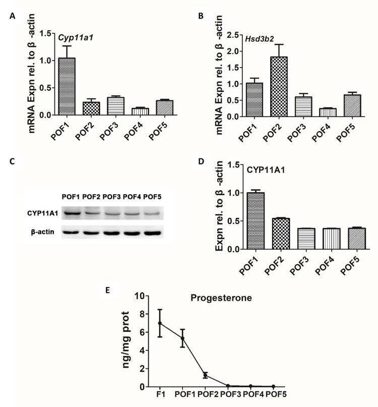https://cdn.ncbi.nlm.nih.gov/pmc/blobs/d8d3/5940126/b2815ff8cc0e/aging-10-101436-g003.jpg