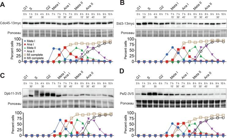 https://cdn.ncbi.nlm.nih.gov/pmc/blobs/d8db/5805409/1210fd0e4d29/elife-33309-fig6-figsupp1.jpg