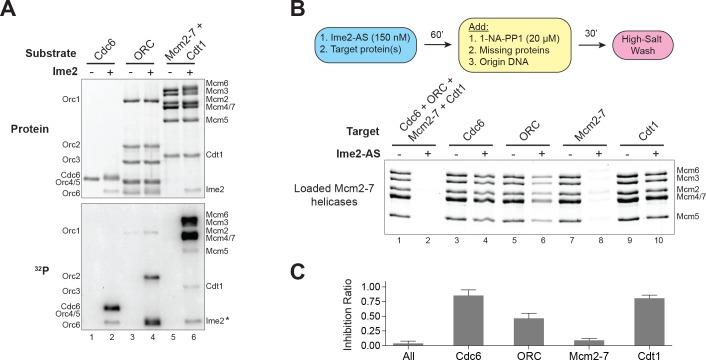 https://cdn.ncbi.nlm.nih.gov/pmc/blobs/d8db/5805409/b258671cab70/elife-33309-fig4.jpg