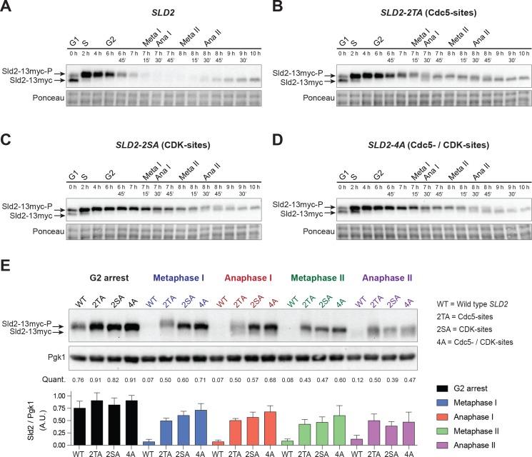 https://cdn.ncbi.nlm.nih.gov/pmc/blobs/d8db/5805409/de0a7937cc73/elife-33309-fig6.jpg