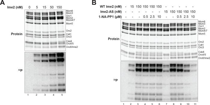 https://cdn.ncbi.nlm.nih.gov/pmc/blobs/d8db/5805409/eb2c6eee0901/elife-33309-fig3-figsupp2.jpg
