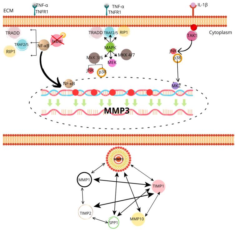 https://cdn.ncbi.nlm.nih.gov/pmc/blobs/d8e1/12025634/7d4b240f870a/cells-14-00597-g001.jpg