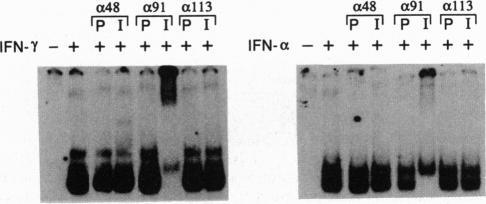 https://cdn.ncbi.nlm.nih.gov/pmc/blobs/d8e2/46497/9795e80f96eb/pnas01468-0549-b.jpg